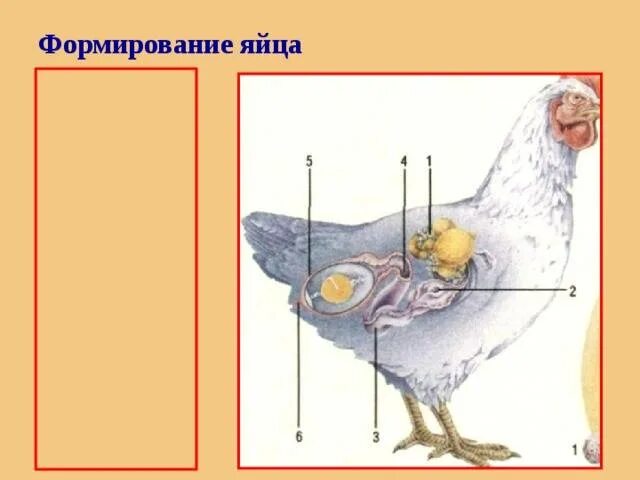 Как оплодотворяют яйца куры. Формирование яйца у птиц. Формирование яйца в курице. Строение цыпленка.