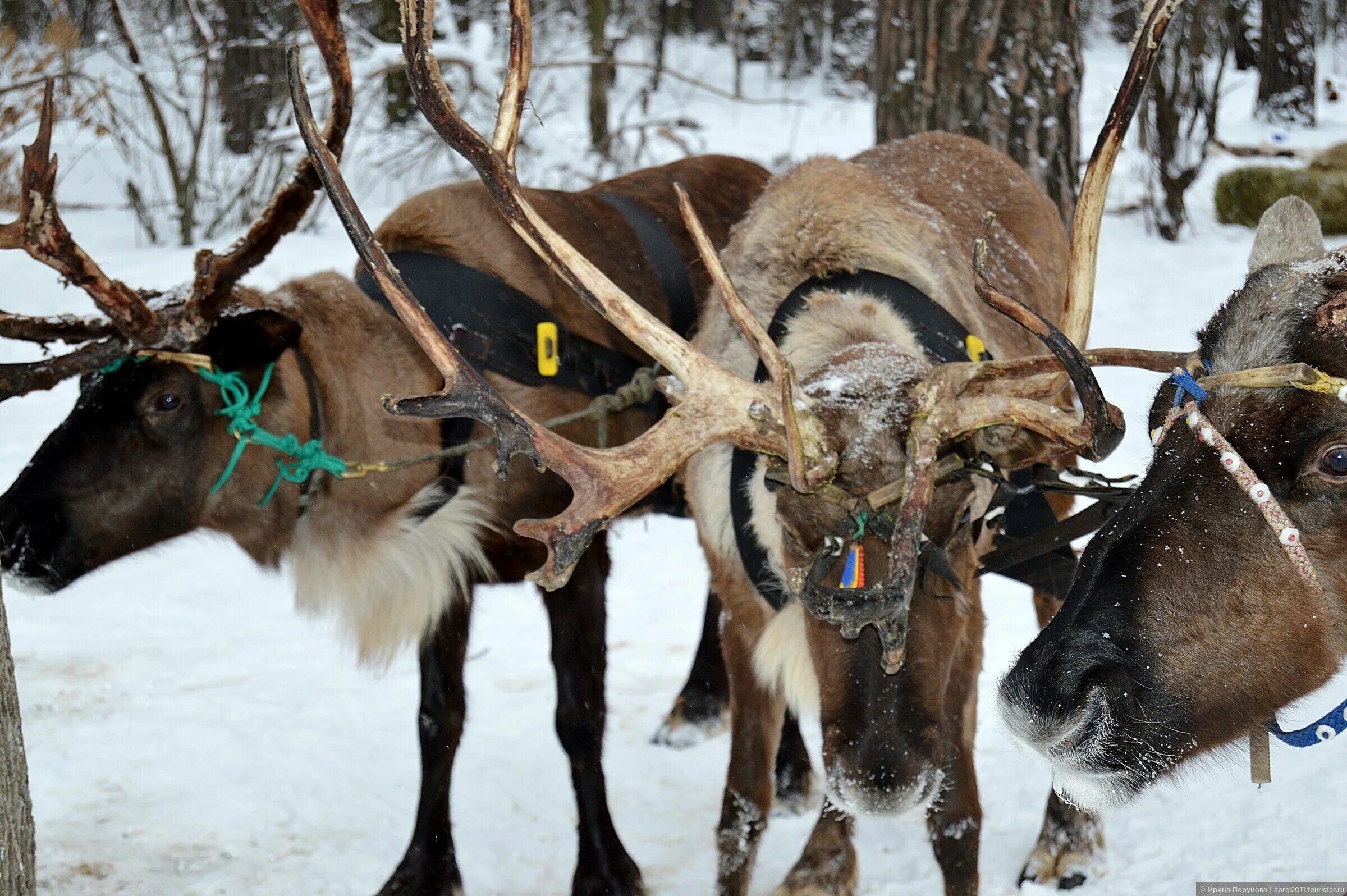 оленья ферма отзывы. оленья ферма северный олень орехово-зуево. оленья ферма татарстан рыбная слобода. ферма оленей рыбная слобода. оленья ферма судимир тверь.