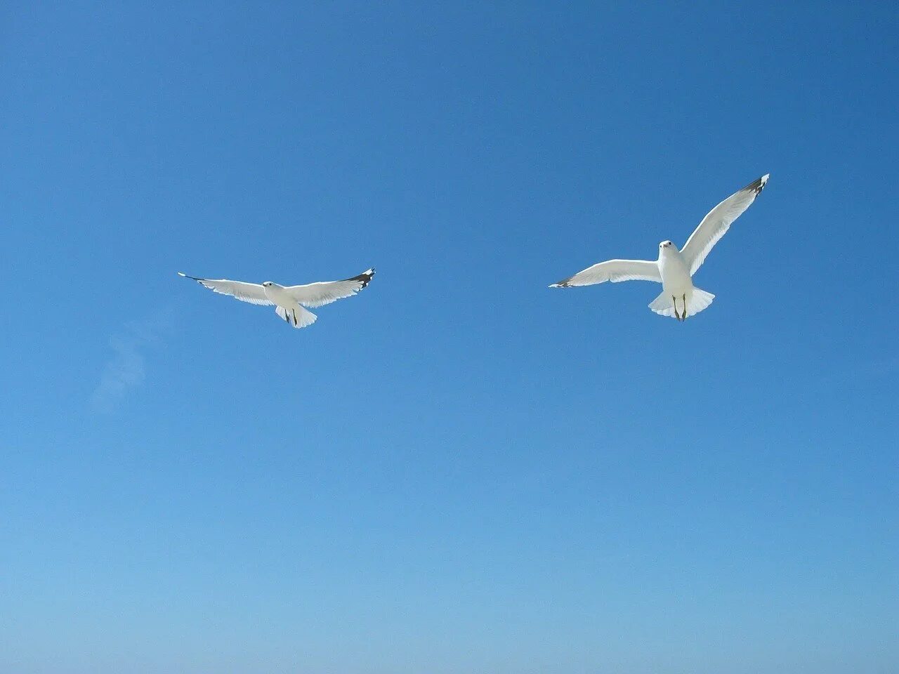 Синяя птица облака. Чайки в небе. Голубое небо с чайками. Две Чайки в полете. Голубь над морем.
