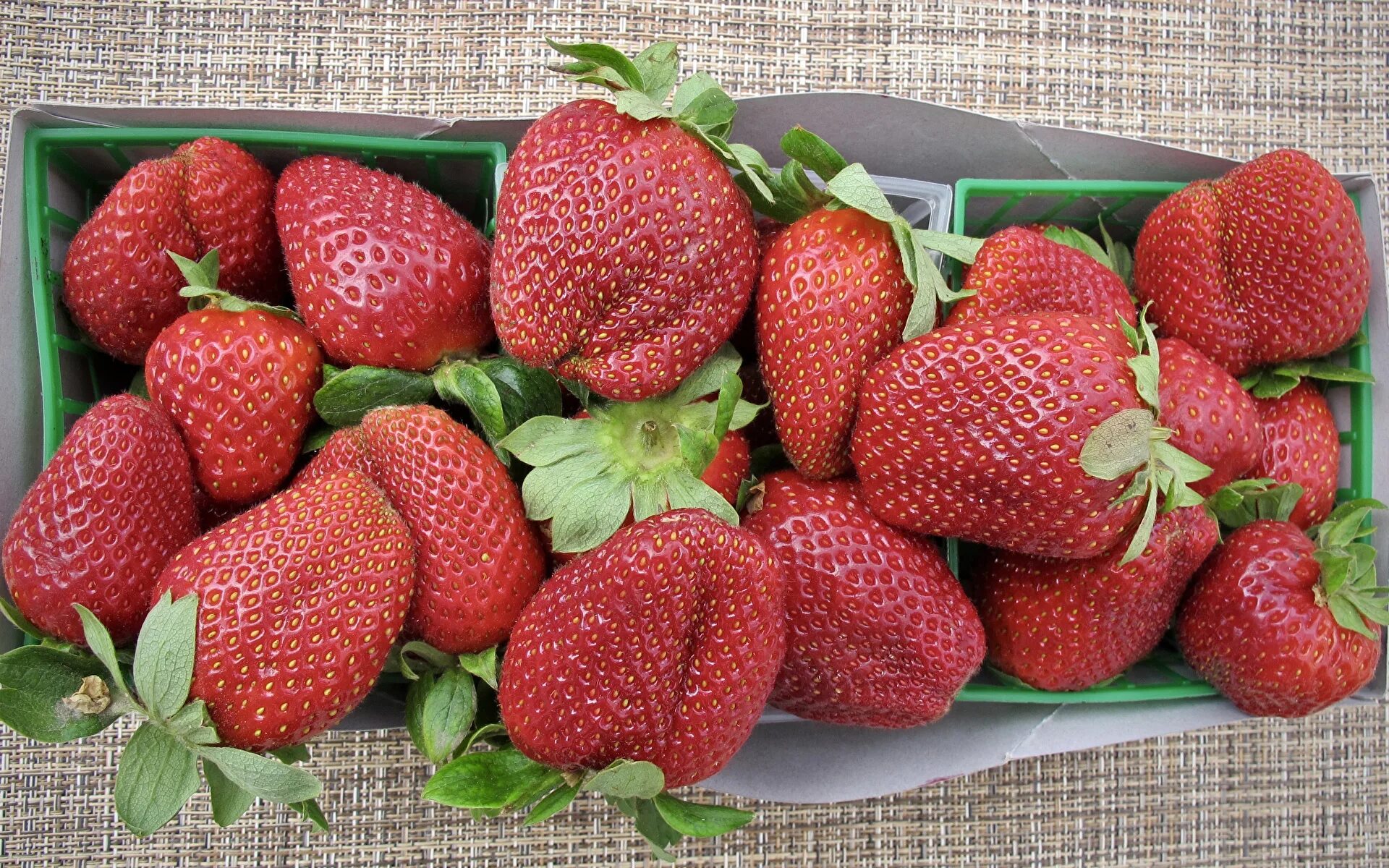 Земляника садовая альба нф311. Ремонтантная клубника елизавета 2. Земляника садовая рубиновый кулон. Земляника альбион ремонтантная. Земляника сорта форум.