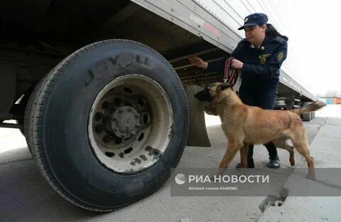 Собака пропуск