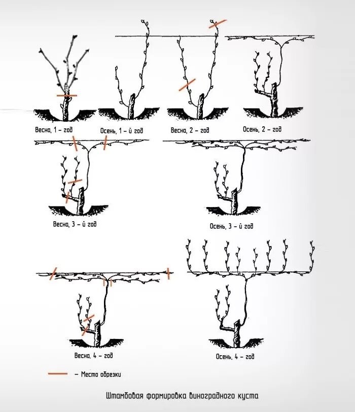 Как обрезать виноград весной фото. Схема обрезки винограда осенью 3 года. Кордонная формировка винограда. Формирование куста винограда весной. Правильно обрезать виноград осенью схема.
