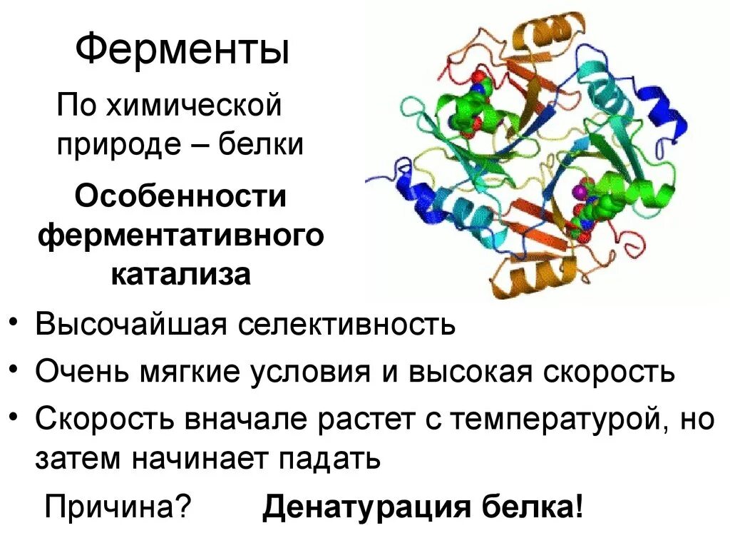 Ферменты. Химическая природа ферментов. Химическая структура ферментов. Ферменты белковой природы. Ферментами называют белки