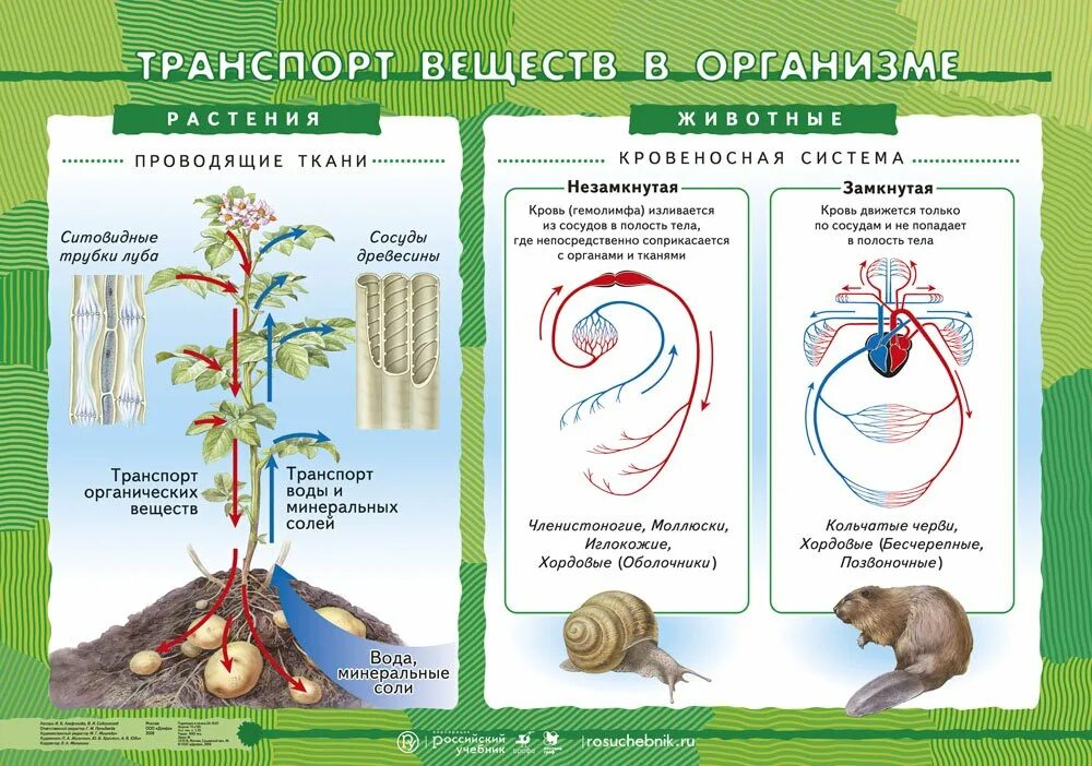 Транспорт веществ в организме 6 класс биология. Транспорт веществ у растений 6 класс биология. Транспорт веществ в организме животных таблица по биологии. Транспорт веществ у растений таблица биология. Тест передвижение веществ у растений 6 класс