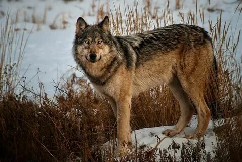 Wolf hunting