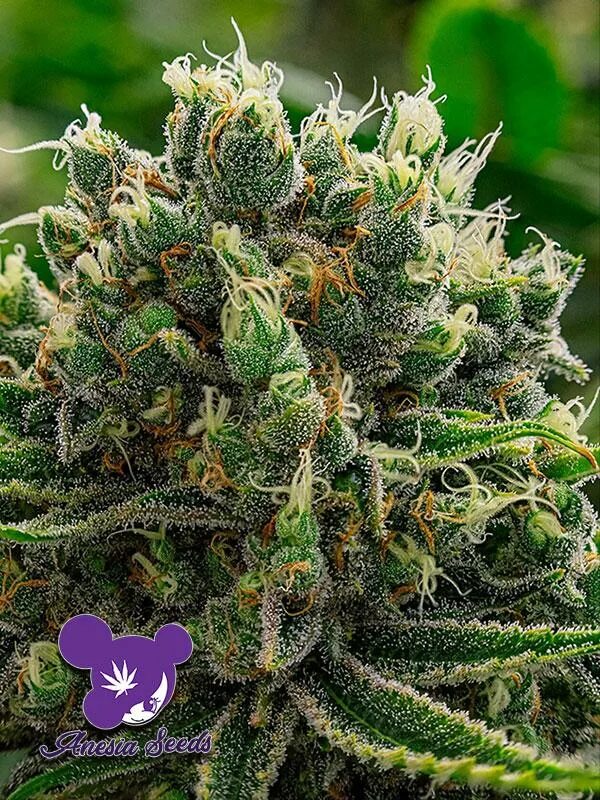 Anesia Seeds. Делишс Сидс. Anesia Seeds logo. Shishkaberry fem Seeds. Сида банк