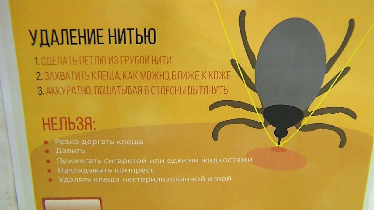 Как быстро вытащить клеща у человека. Как быстро вытащить клеща у человека