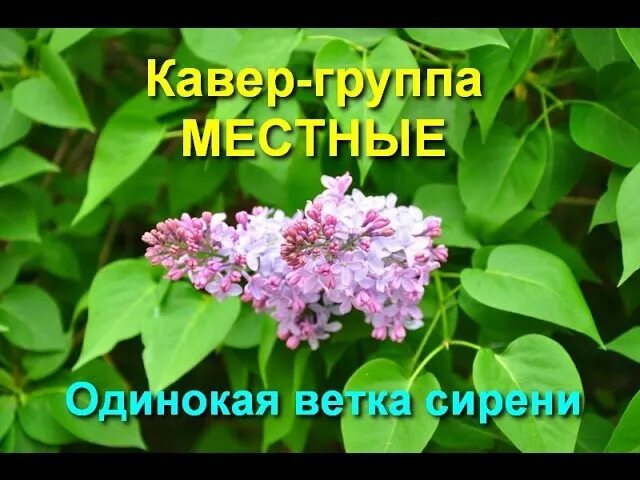 Песня залкина одинокая ветка сирени. Одинокая ветка сирени. Песня одинокая ветка сирени. Одинокая ветка. Песни одинокая ветка сирени.