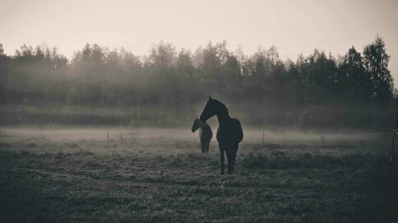 Черный конь тишина одинок. Лошадь в тумане. Конь ночью. Белая лошадь в тумане. Конь ночью.