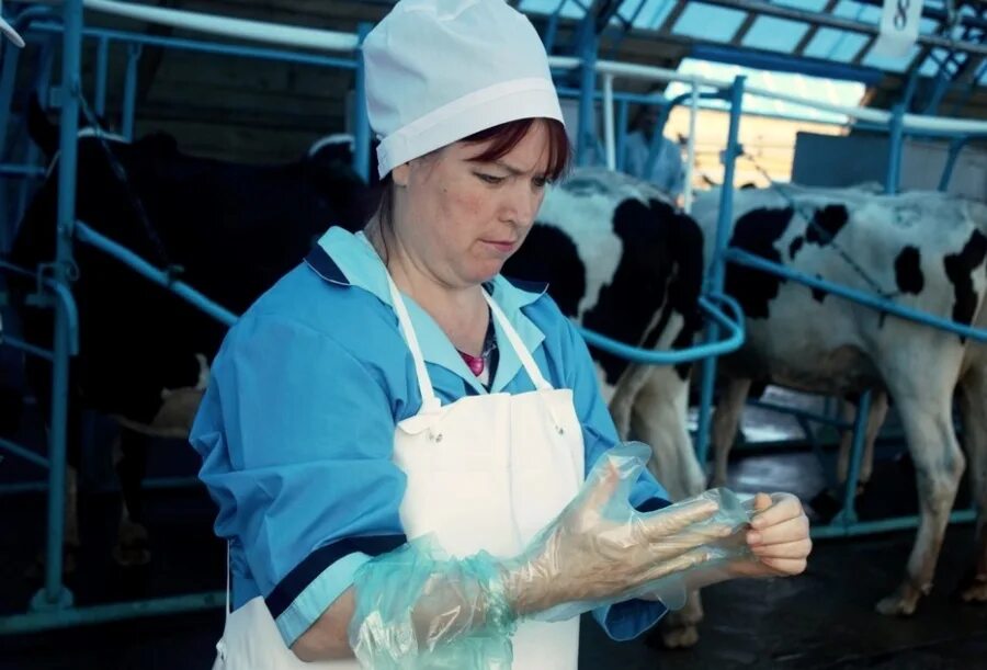 дезинфекция в животноводстве. дезинфекция животноводческих помещений ветеринария. гигиена труда работников животноводства. санитария на пищевом предприятии. работник фермы.