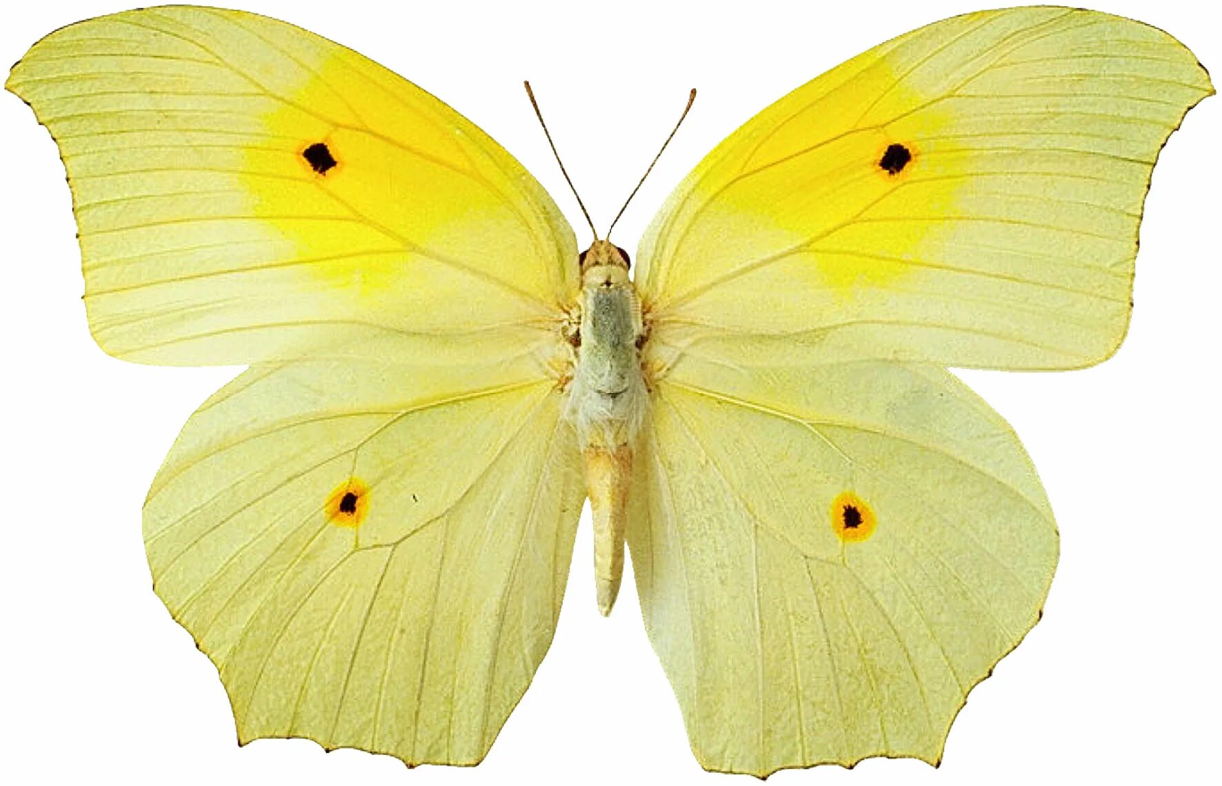 Желто зеленая бабочка. Бабочка капустница и лимонница. Бабочка капустница желтая. Бабочка копустница жёлтая. Жёлтая бабочка лимонница.