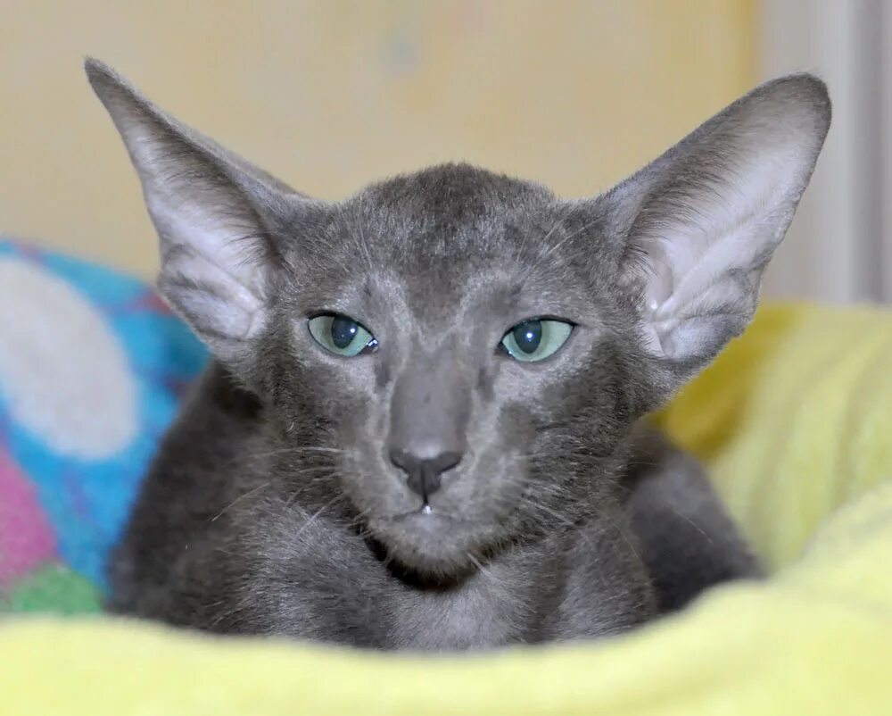 кошка ориентал питомники. кот ориентал. ориентальная цена спб. Sunray питомник ориенталы. ориентальный кот.