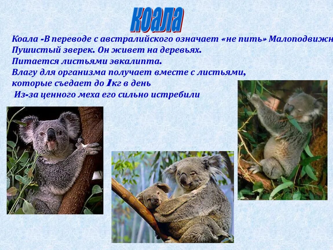 Что символизирует коала. Коала живет на дереве. коала перевод. питание коалы. сумчатые медведи австралии.