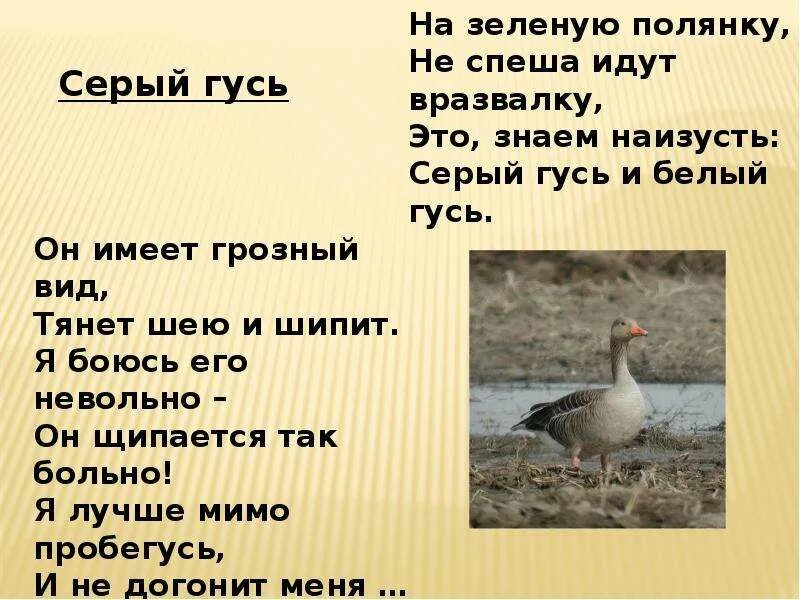 Текст про гусей. Стих про гуся. Сообщение про гуся. Стих о Гусе. Стихотворение про гуся.