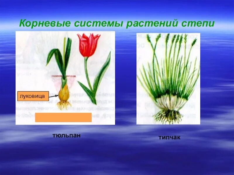 Рассмотри изображение ковыля ландыша тюльпана. Степное луковичное растение Типчак. Типчак корень луковица. Тип корневой системы у тюльпана. Растения с луковицей в степи.