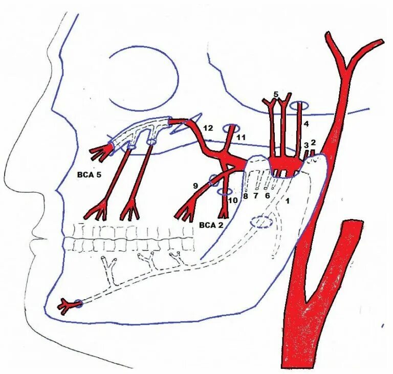 A maxillaris. Верхнечелюстная артерия топографическая анатомия. Нижнечелюстной отдел верхнечелюстной артерии. Верхнечелюстная артерия ветви схема. Топография верхнечелюстной артерии.