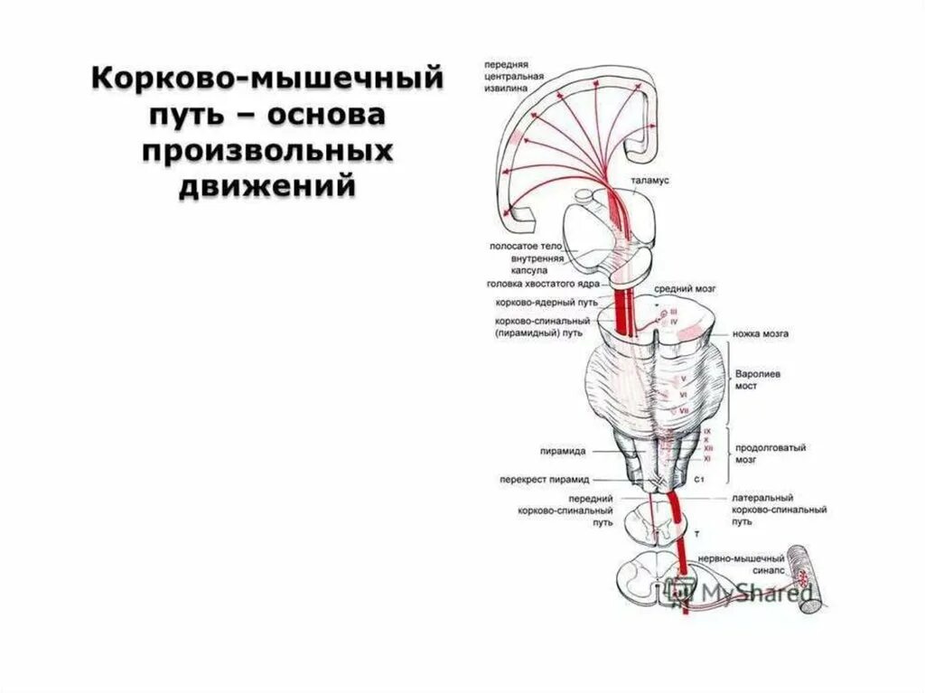 Регуляция произвольных движений