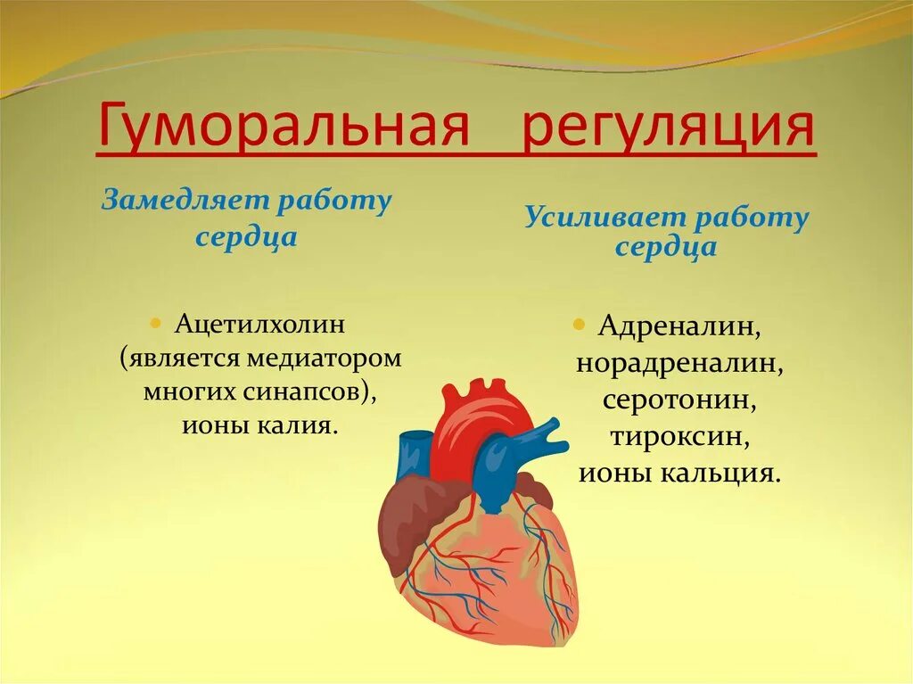 Гуморальная регуляция работы сердца осуществляется. Гуморальная регуляция сердца. Гуморальная регуляция сер. Гуморальная регуляция раооив сердца. Гормоны регулирующие работу сердца.