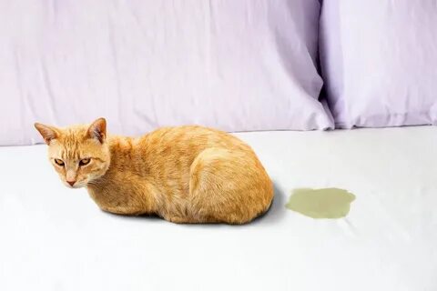 Почему пишет котенок