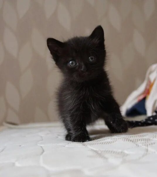 Котята даром. Котята Великий. Черный котенок объявление