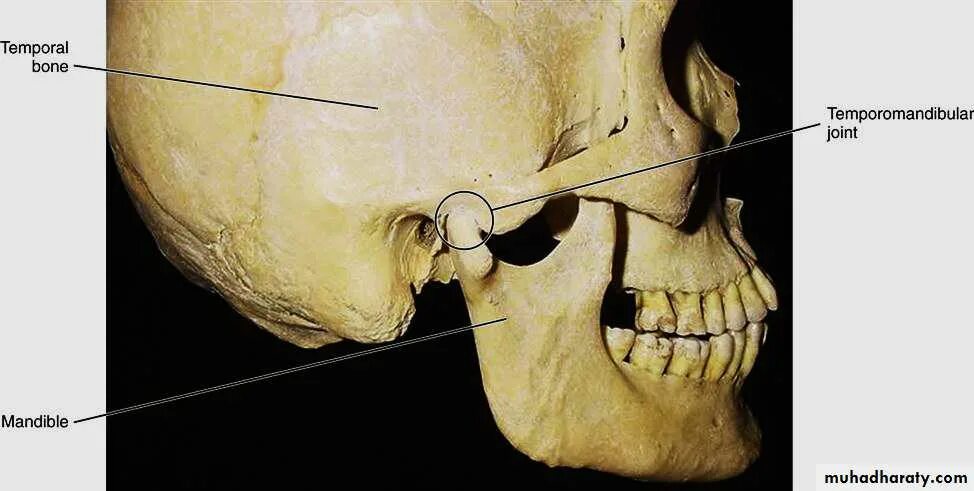 Суставной бугорок ВНЧС. Анатомия сустава ВНЧС. Суставной отросток ВНЧС. Нижняя челюсть с черепом подвижные