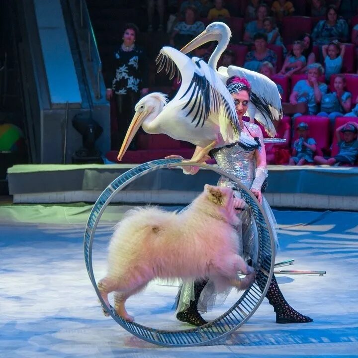 Московский цирк никулина. Московский цирк на вернадского. Цирковое представление королевство цирка. Цирк екатеринбург 2022. Виктор уздемиров цирк.