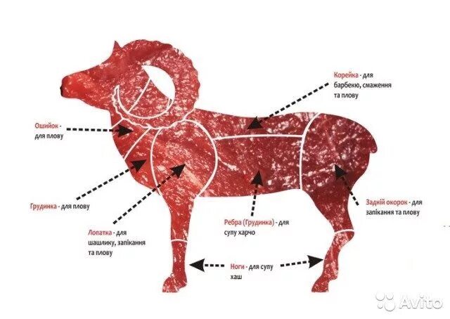 Часть баранины для плова. Лимфатические узлы овцы схема. Лимфатические узлы у барана схема. Лимфатические узлы у барана.
