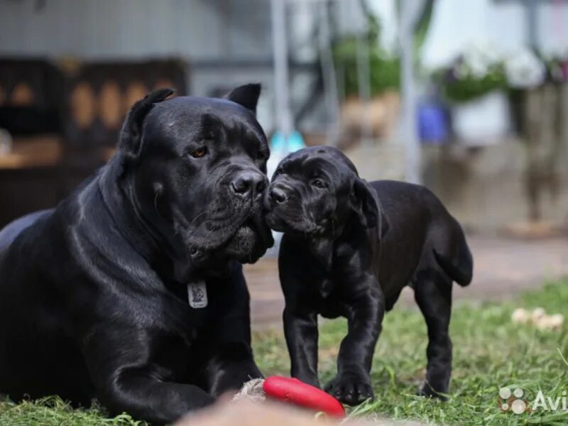 кане корсо щенок. римский квартал антонио бандерос кане корсо. кане корсо палевый. кане корсо флорентино. авито собака кане корсо.