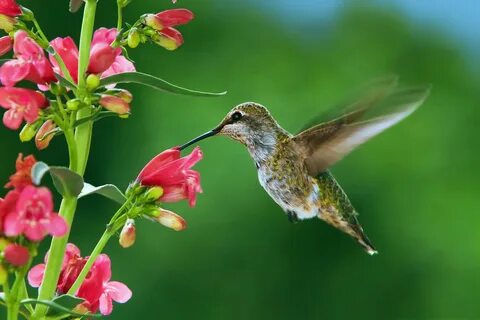How do hummingbirds help flowering plants