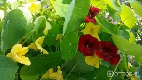 Настурция день и ночь