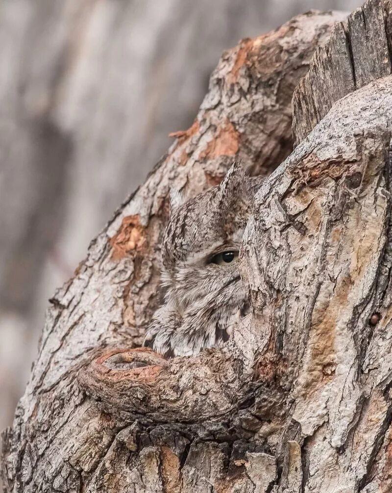 Маскировка на дереве. Птица маскируется. Лесной камуфляж (гилия). Маскировка дерево. Forest camo ткань пвх.