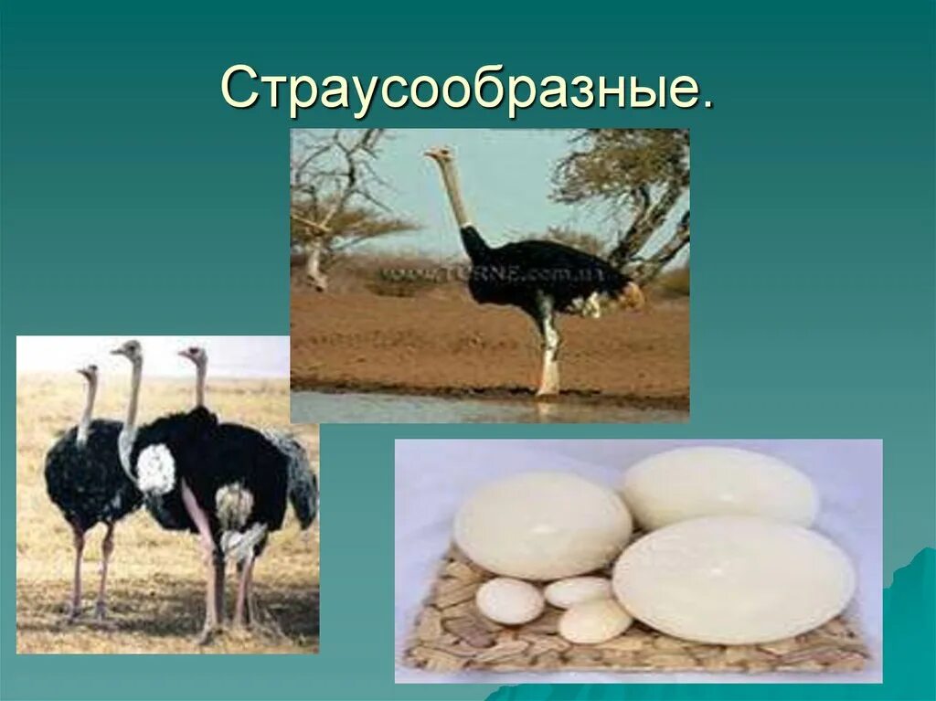 Отряд страусы. Отряд страусообразные 7 класс биология. наотряд страусововые отряд нандоубразные. надотряд страусовые представители. класс птицы отряд страусообразные.