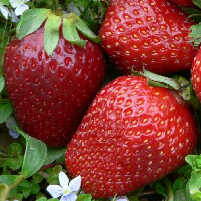 Земляника гигант русский. Клубника волжском. Клубника волжском. Самые морозостойкие сорта клубники для подмосковья таблица. Земляника крупноплодная корона.