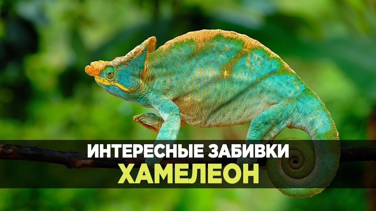 Хамелеон табак для кальяна. Хамелеон прикол. Настоящий хамелеон с крыльями. Стол джаз хамелеон.