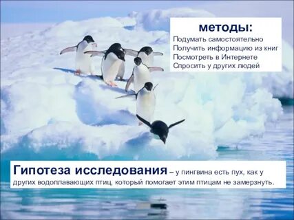 Пингвин и жаворонок это птицы