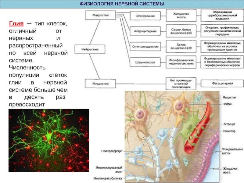 Глия это физиология. Основные типы и функции нейрональных и глиальных клеток.. Глия типы клеток. Функции глиальных клеток в нервной системе.