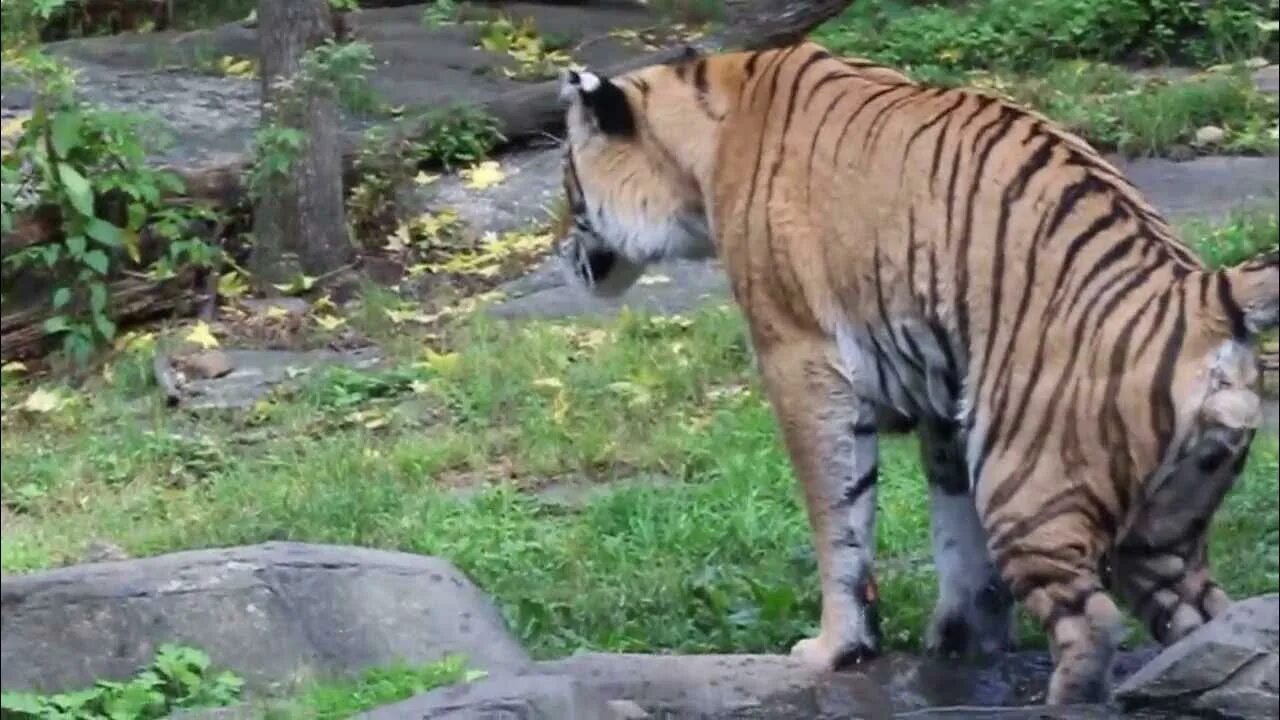 Тайгер видео. Калининградский зоопарк тигр Тайфун. Тигры справляет малую нужду. Poor Tiger.