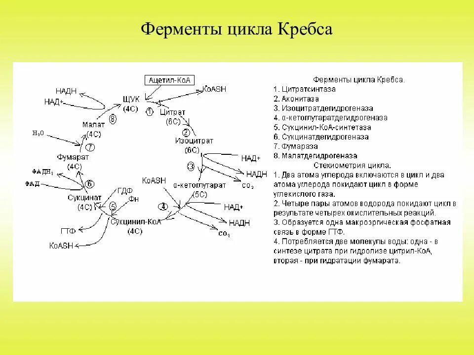 Цикл Кребса схема в митохондриях. Регуляция цикла Кребса биохимия. Цикл Кребса биохимия с ферментами. ГАМК шунт цикла Кребса. Код фермента