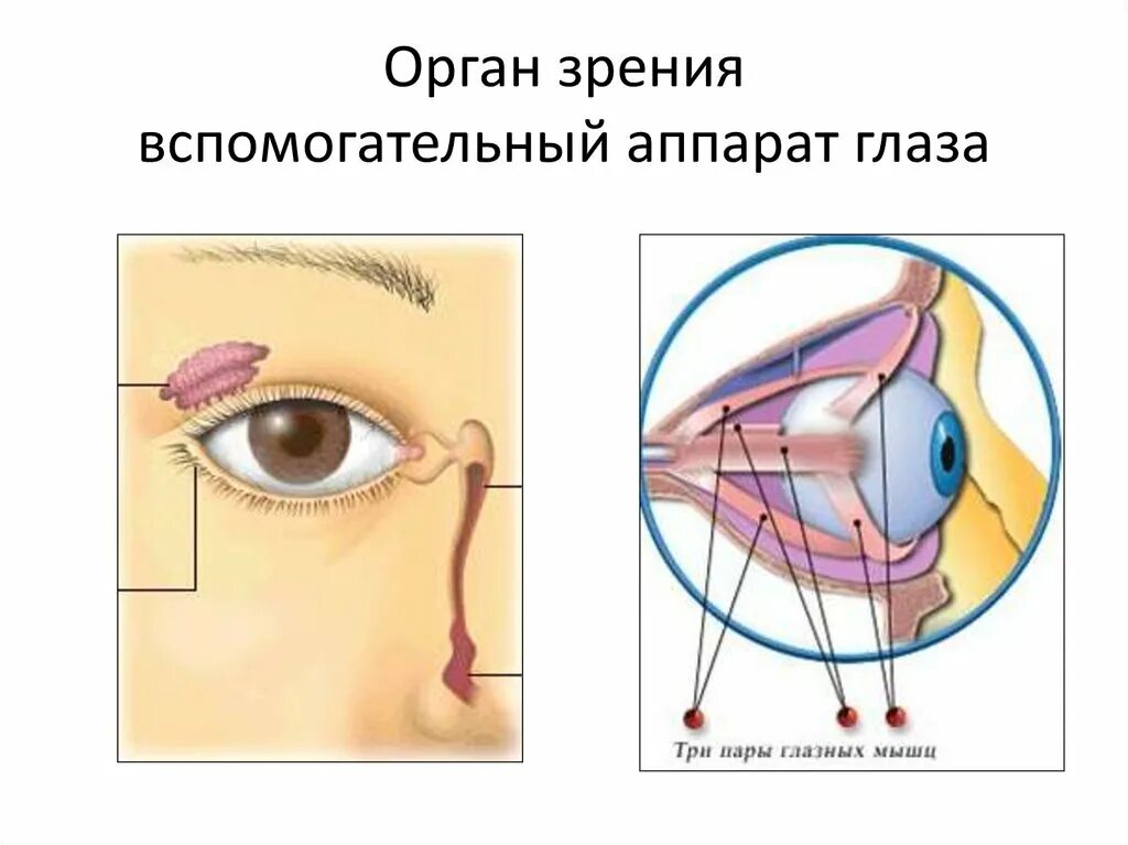 Вспомогательный аппарат зрительного анализатора. Зрительный анализатор вспомогательный аппарат глаза. Вспомогательный аппарат глаза анатомия. Орган зрения глазное яблоко и вспомогательный аппарат. Вспомогательные строение глаза