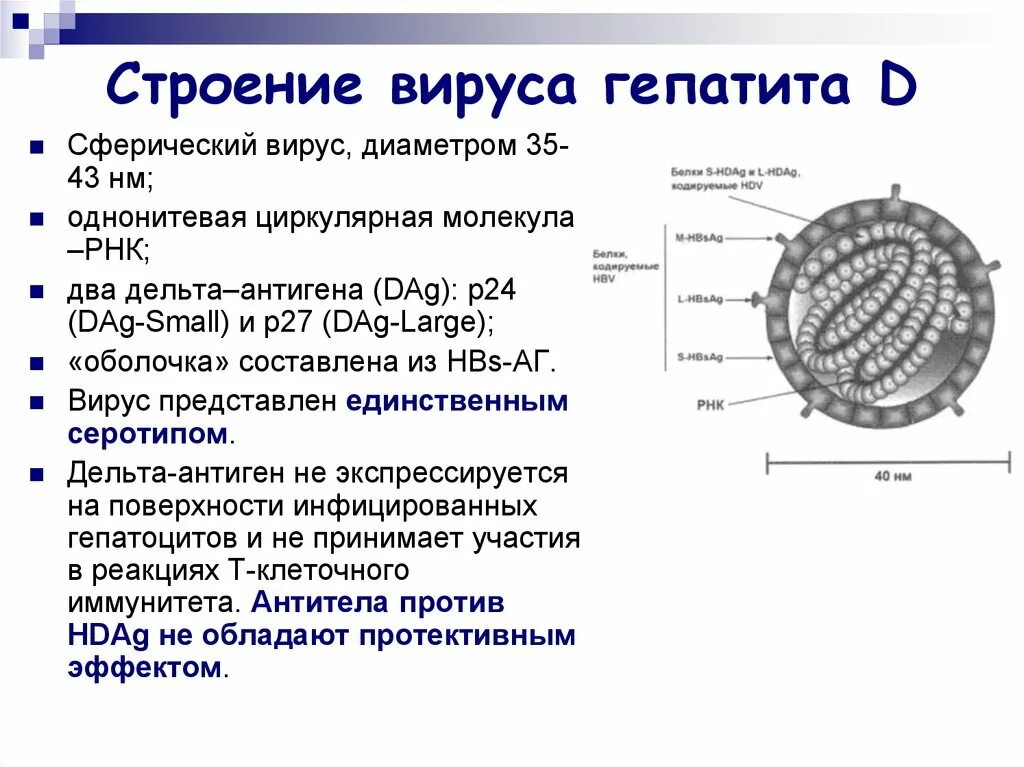 Антигенная структура гепатита д. Вирус гепатита d антигенная структура. Вирусные гепатиты строение вируса. Характеристика вируса гепатита д. Характеристика строения вирусов