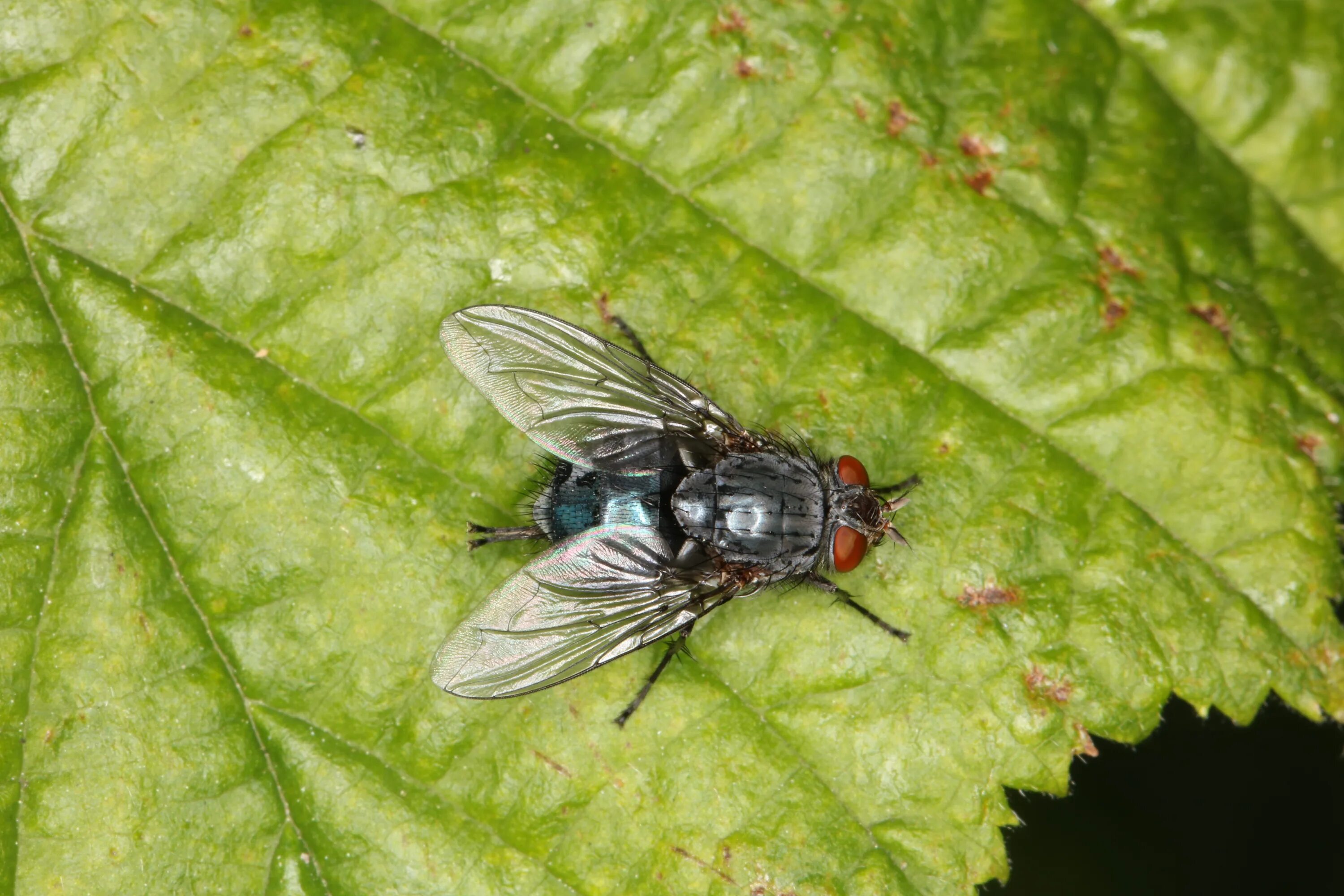 Развитие мясной мухи. Муха синяя мясная (Calliphora uralensis). Calliphora vicina – синяя мясная Муха. Падальная Муха Calliphora. Серая Муха.