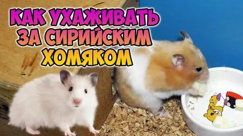 Уход за сирийским хомяком