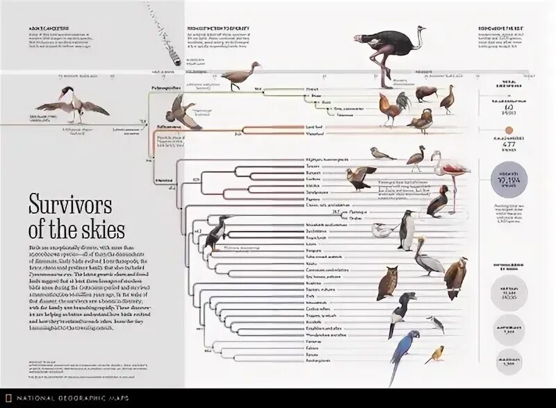 Эволюция птиц. Birds Dinosaurs Evolution. All Birds species. Birds orders Evolution.