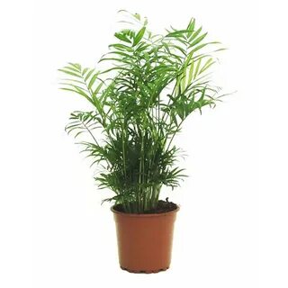 Moving plant