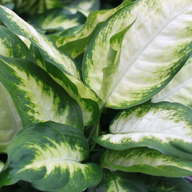 Диффенбахия Баузе (Dieffenbachia bausei). Диффенбахия cool Beauty. Диффенбахия грин