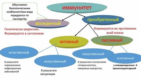 Активный иммунитет передается по наследству
