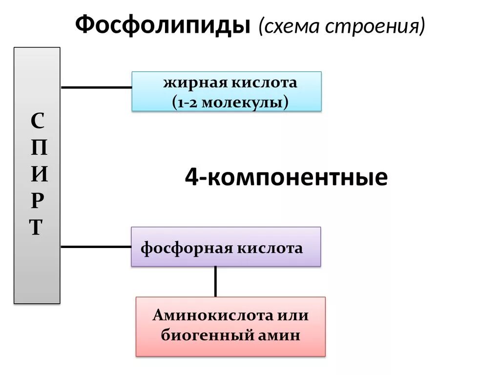 Фосфолипиды строение. Фосфолипиды схема строения. Схема фосфолипидов. Фосфолипид строение схема.