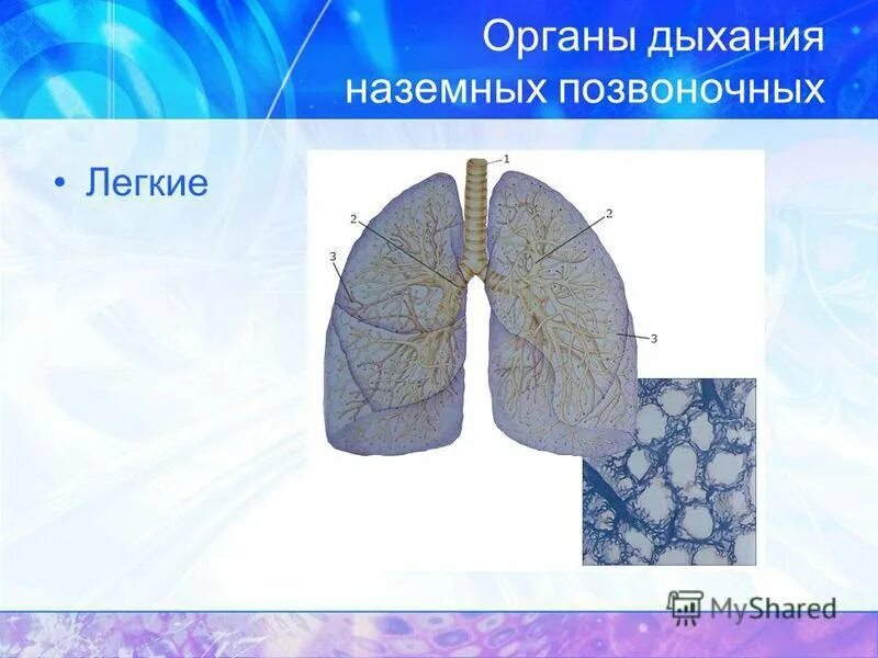 Ячеистые легкие характерны для. Строение легких позвоночных. Ячеистое строение легких. Органы дыхания наземных животных. Дыхательная система наземных позвоночных.