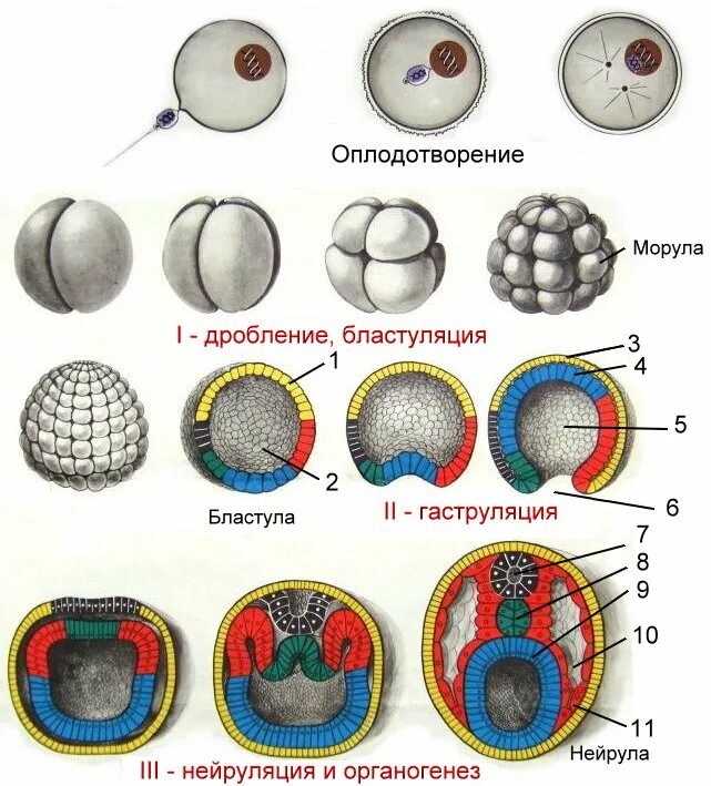 Эмбриональное развитие человека в основном. Морула бластула бластоциста. Стадии эмбрионального развития схема. Этапы бластула эмбриология. Зигота морула бластула.