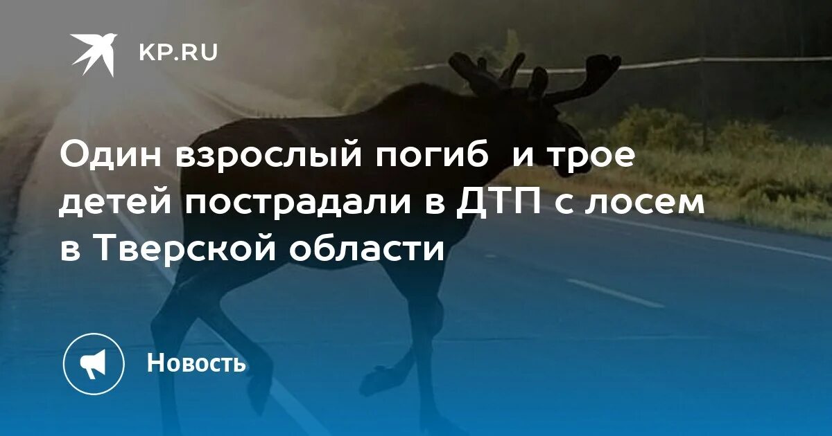 Авария с лосем в Тверской области. ДТП С лосем в Тверской области вчера.